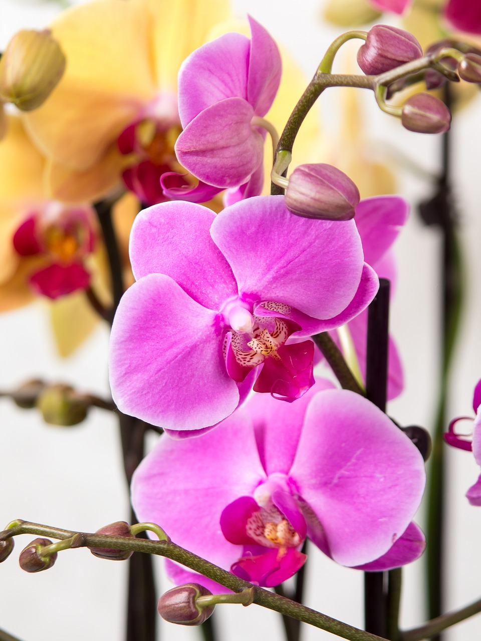 orchid phalaenopsis butterfly orchid free photo