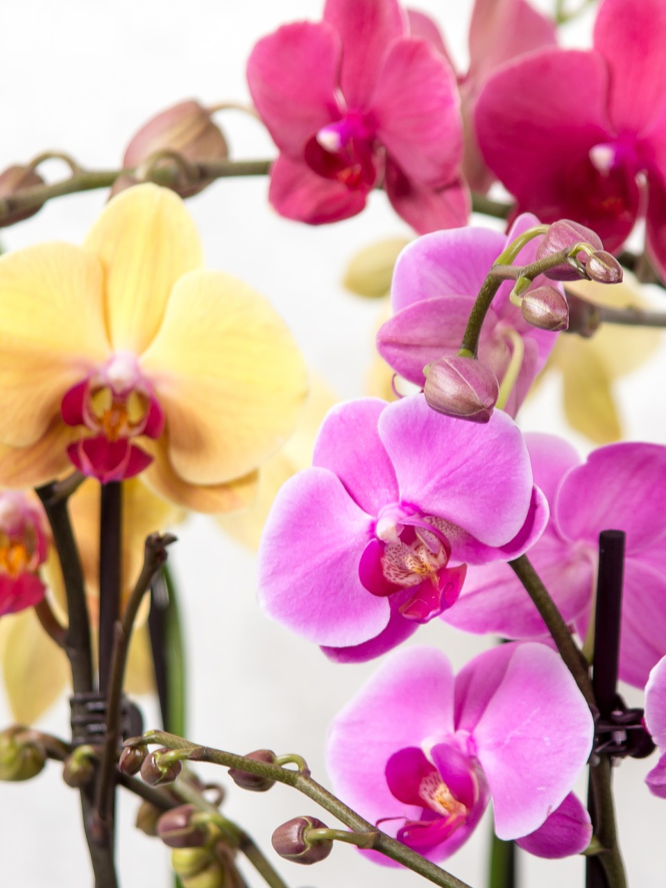 orchid phalaenopsis butterfly orchid free photo
