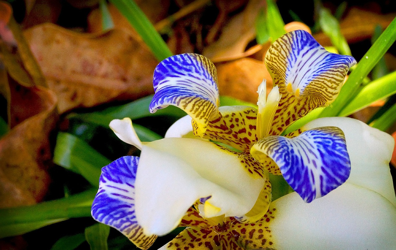 orchid flower garden free photo
