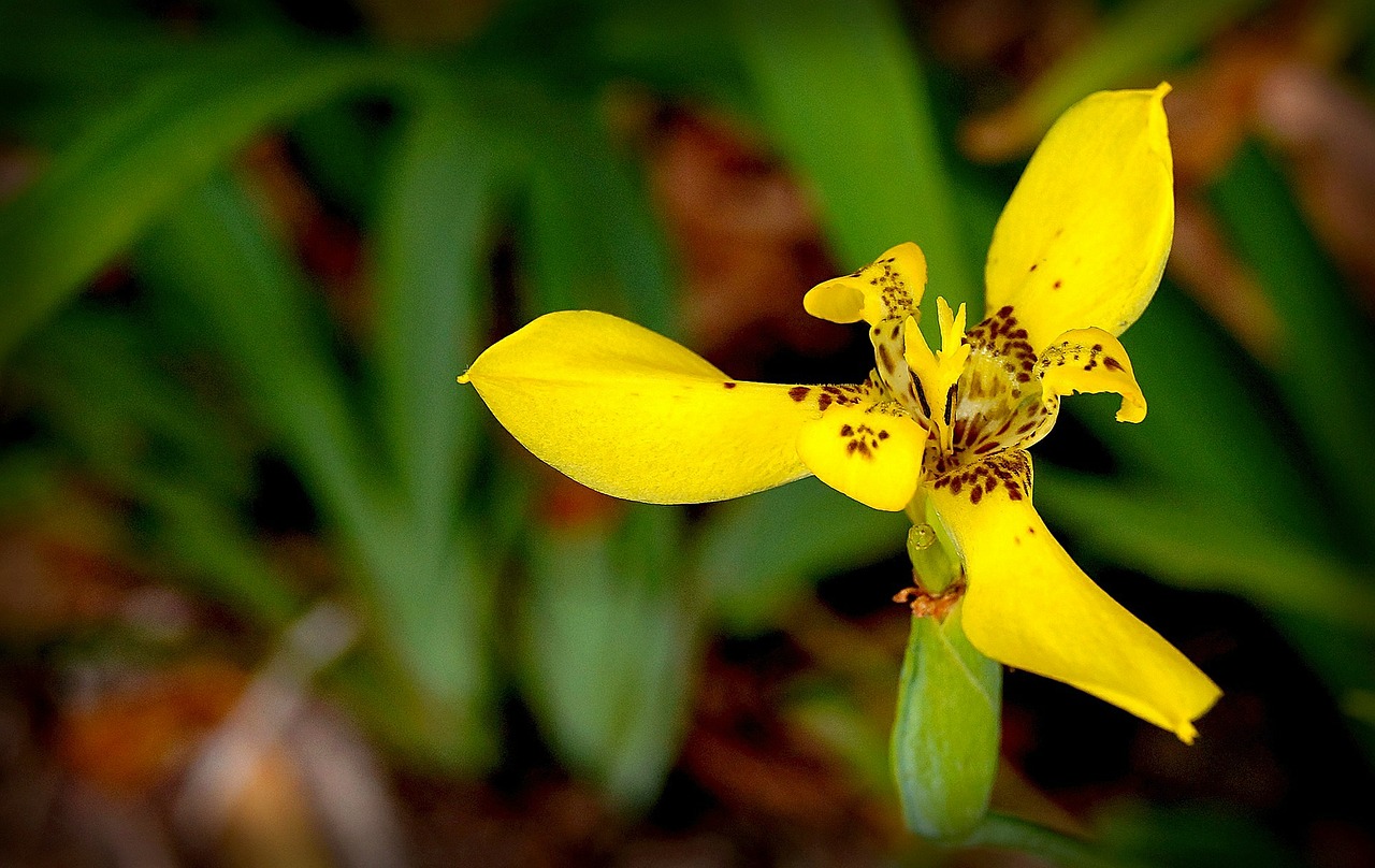 orchid flower garden free photo