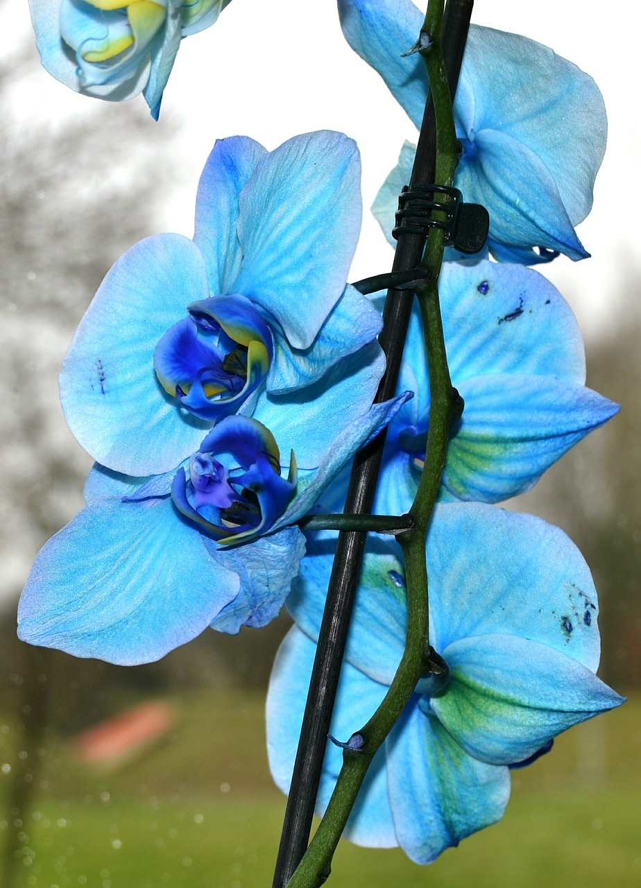 orchid flower blue orchid free photo