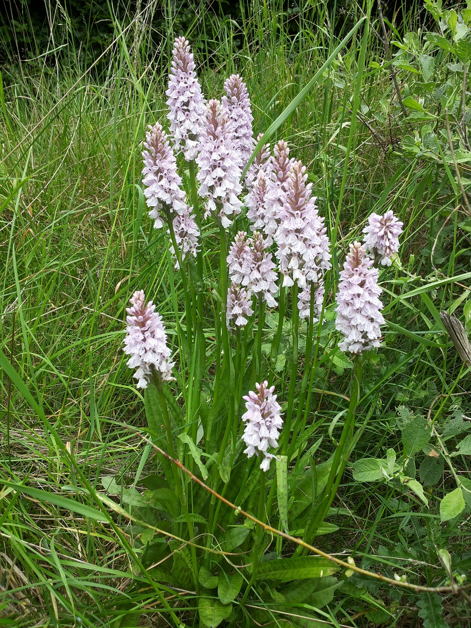 orchid flower plant free photo