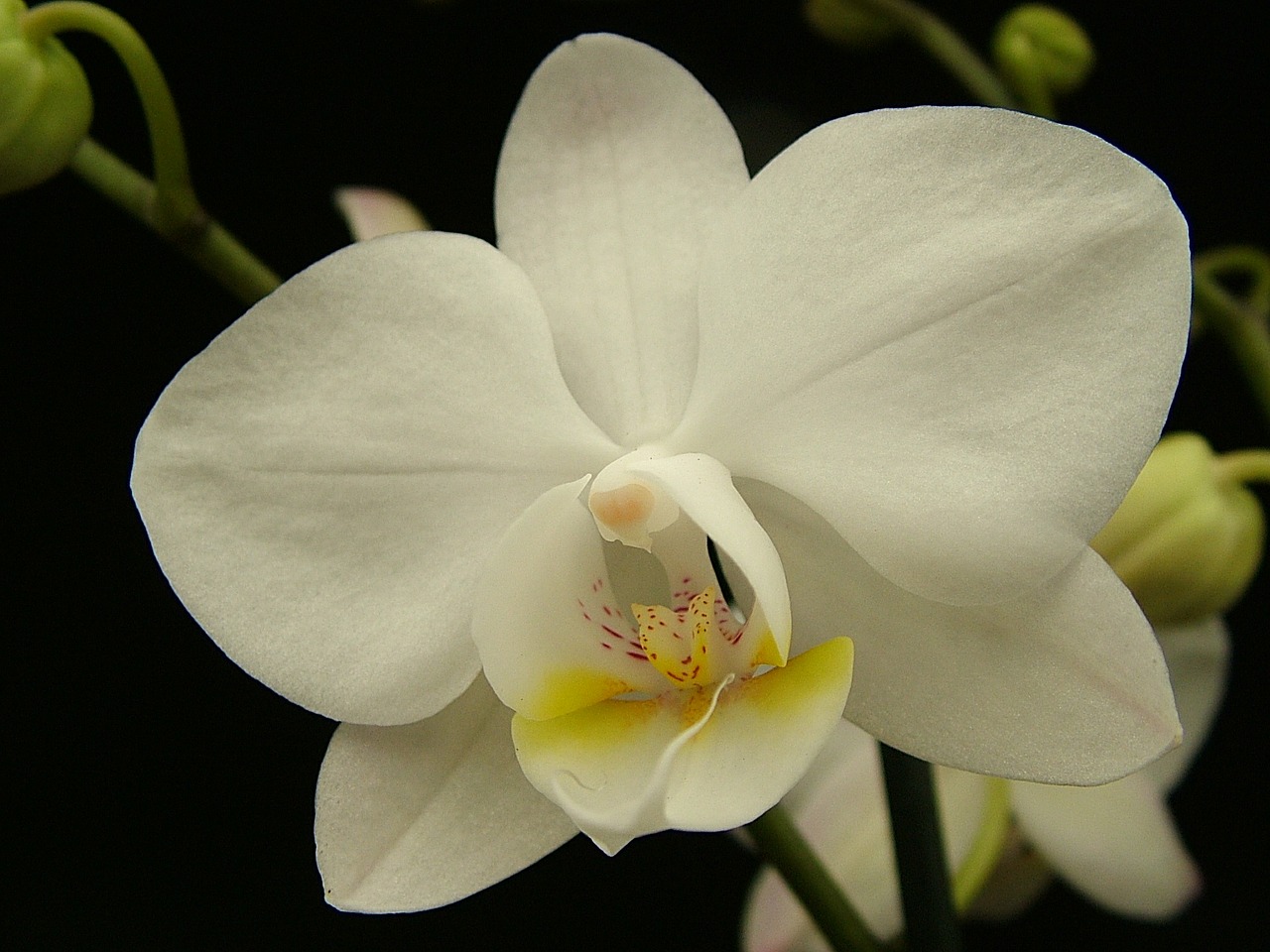 orchid phalaenopsis white free photo