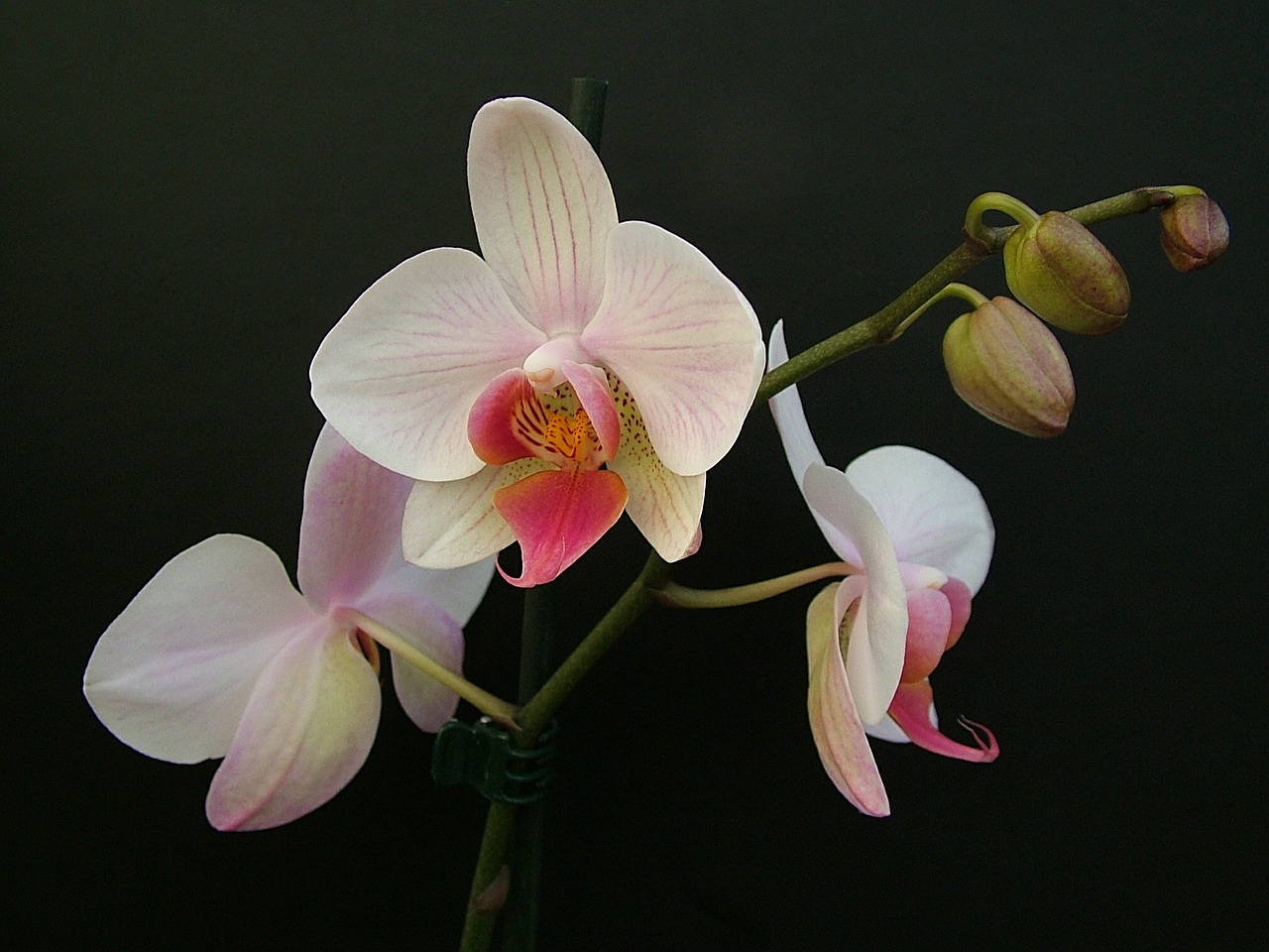 orchid phalaenopsis flower free photo