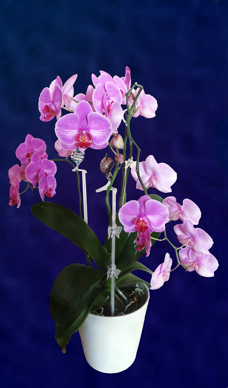 orchid flower plant free photo