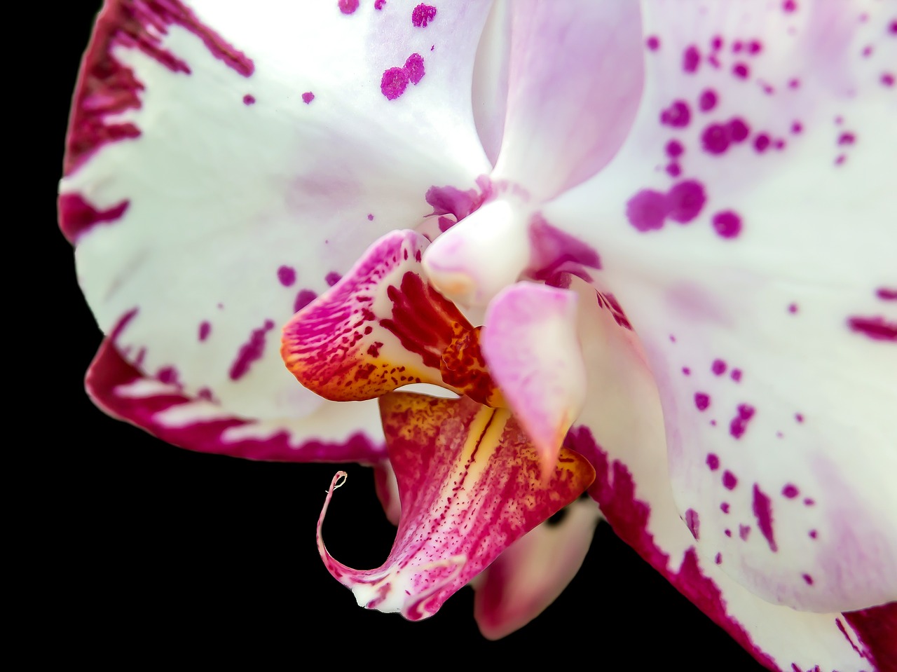 orchid phalaenopsis flower free photo