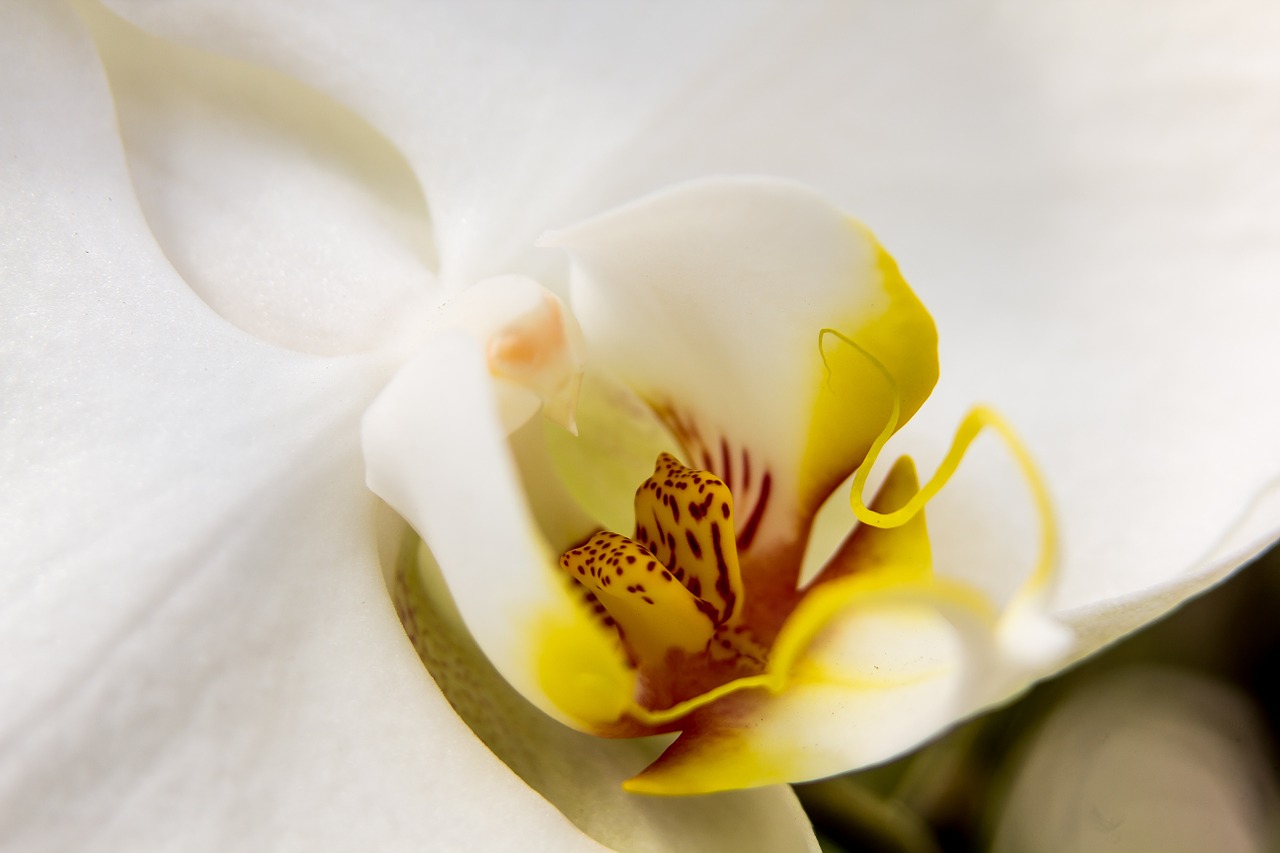 orchid white phalaenopsis free photo