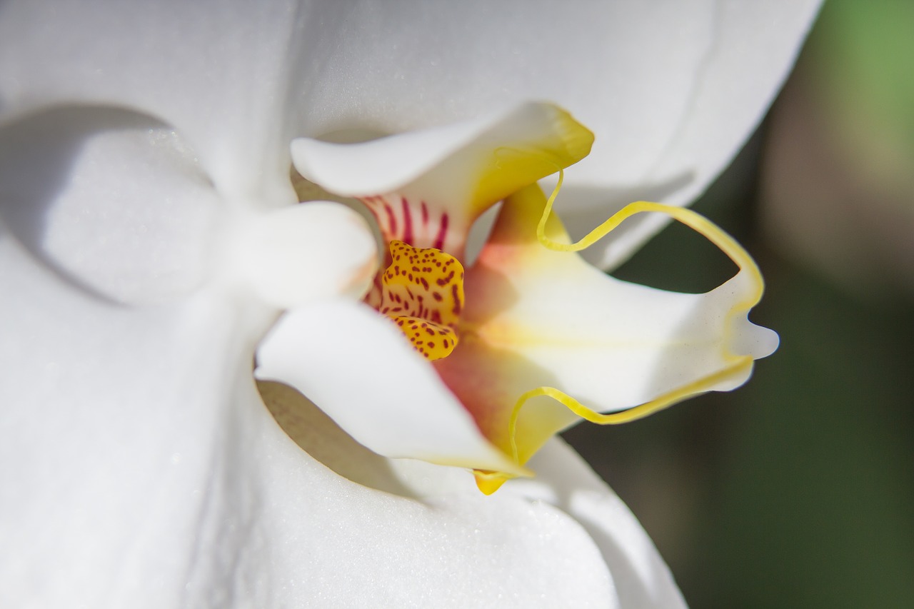 orchid white phalaenopsis free photo