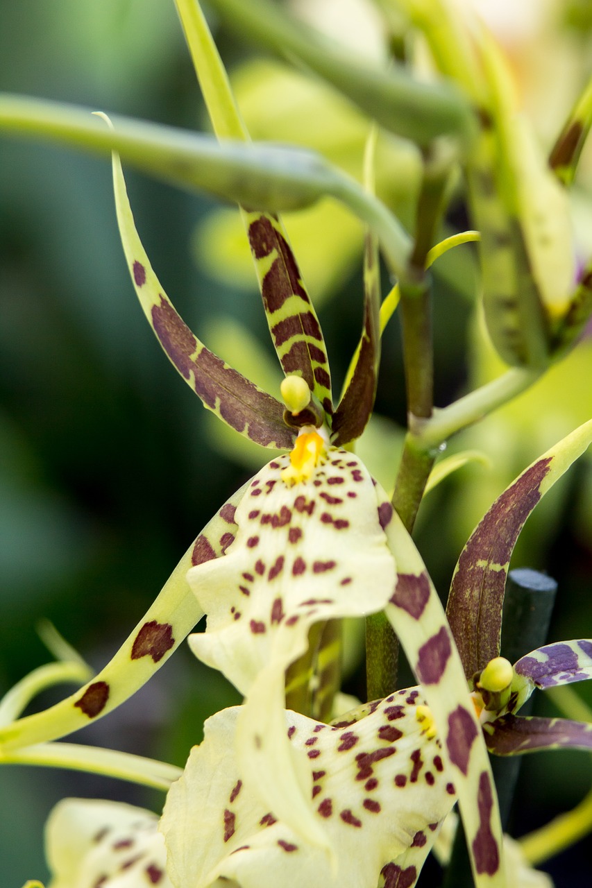 orchid cambria yellow free photo