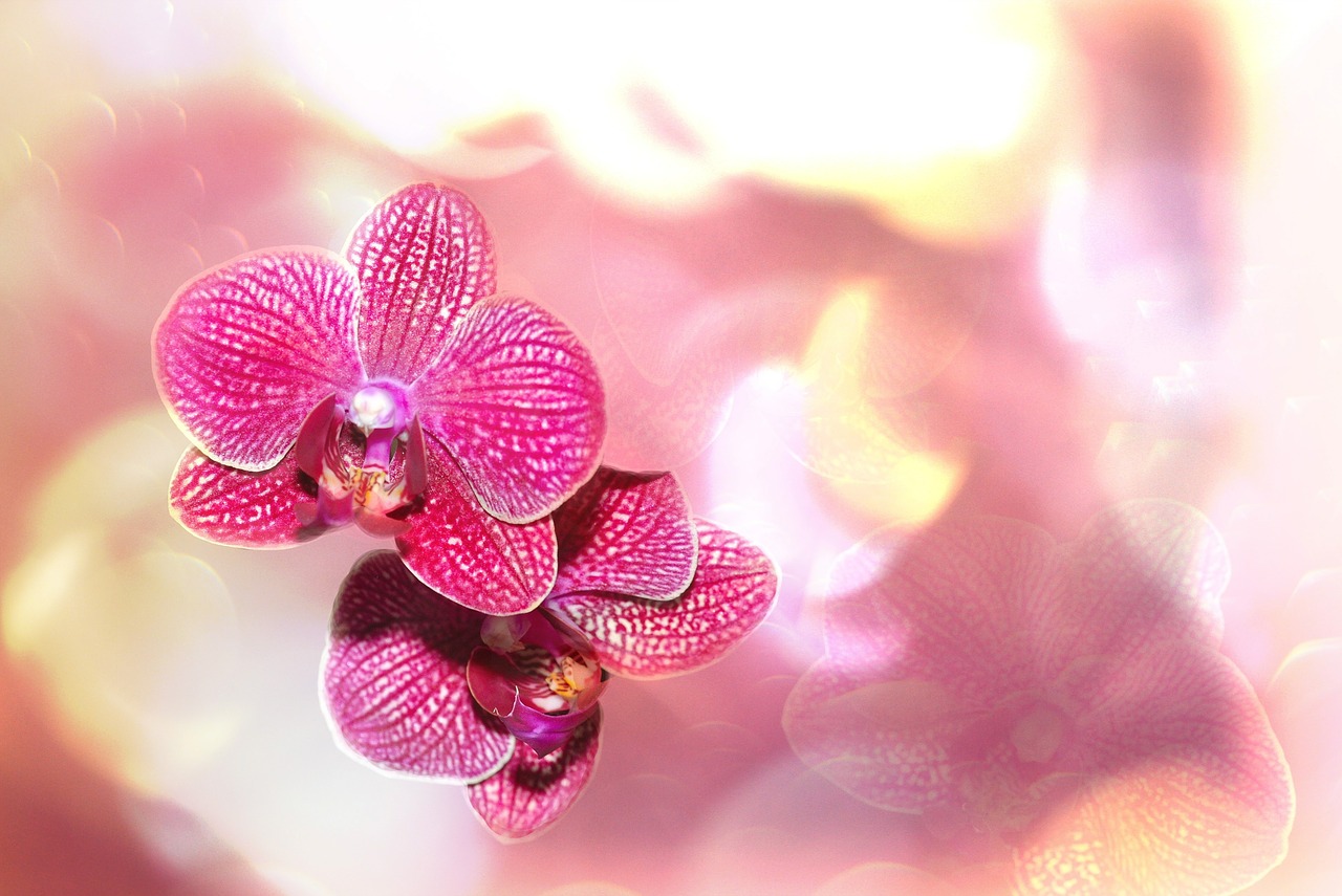 orchid bokeh flower free photo