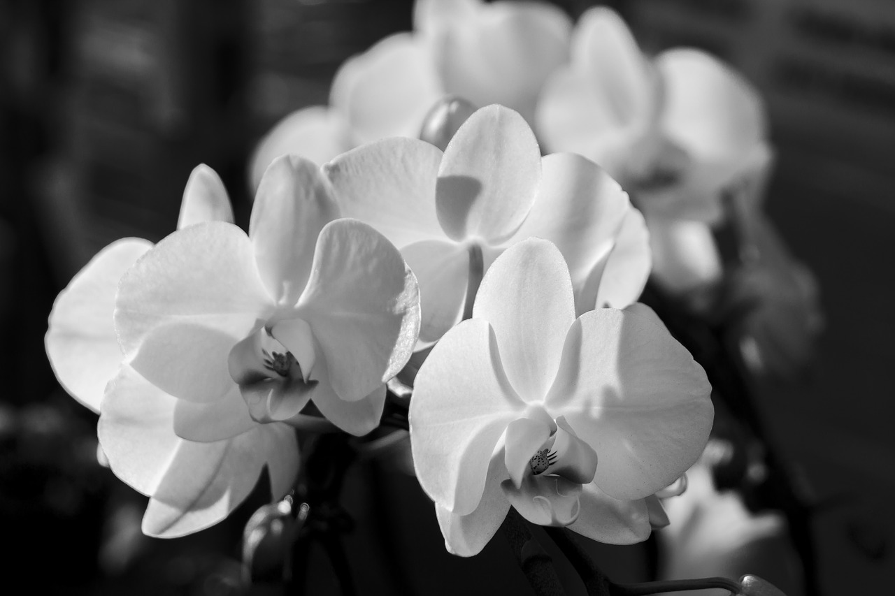 orchid phalaenopsis white free photo