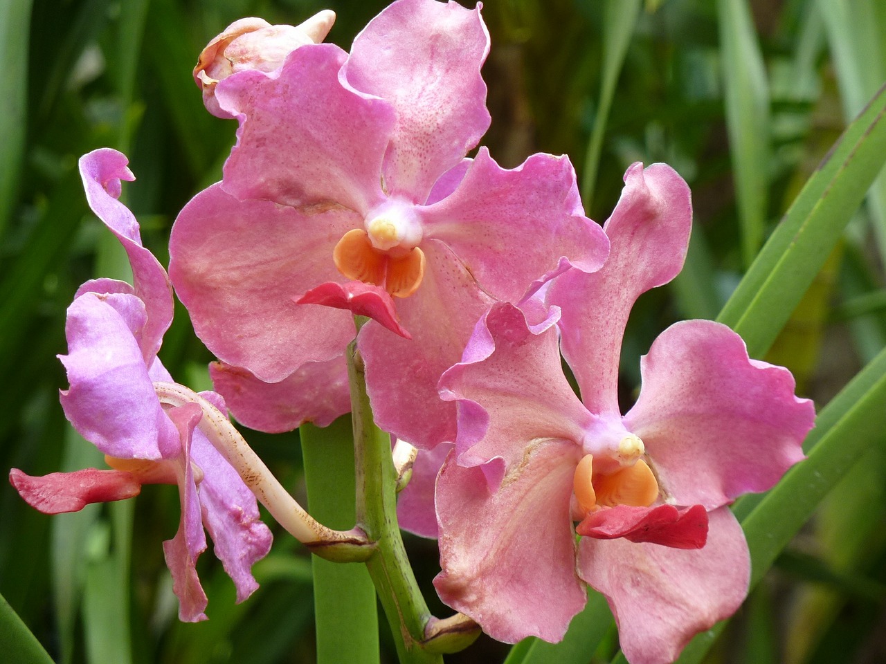 orchid pink blossom free photo