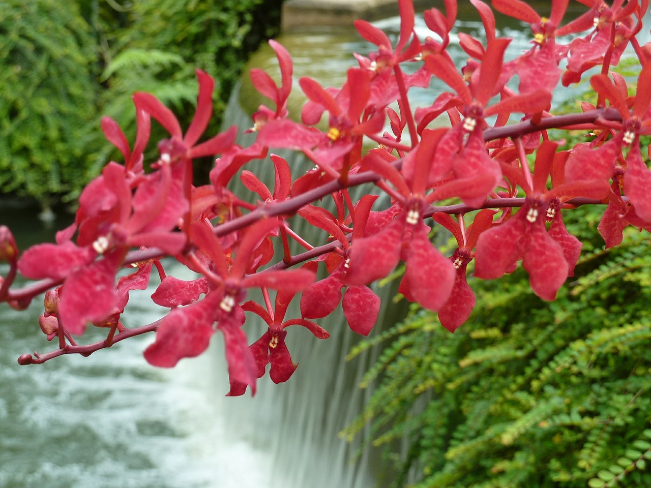 orchid pink waterfall free photo