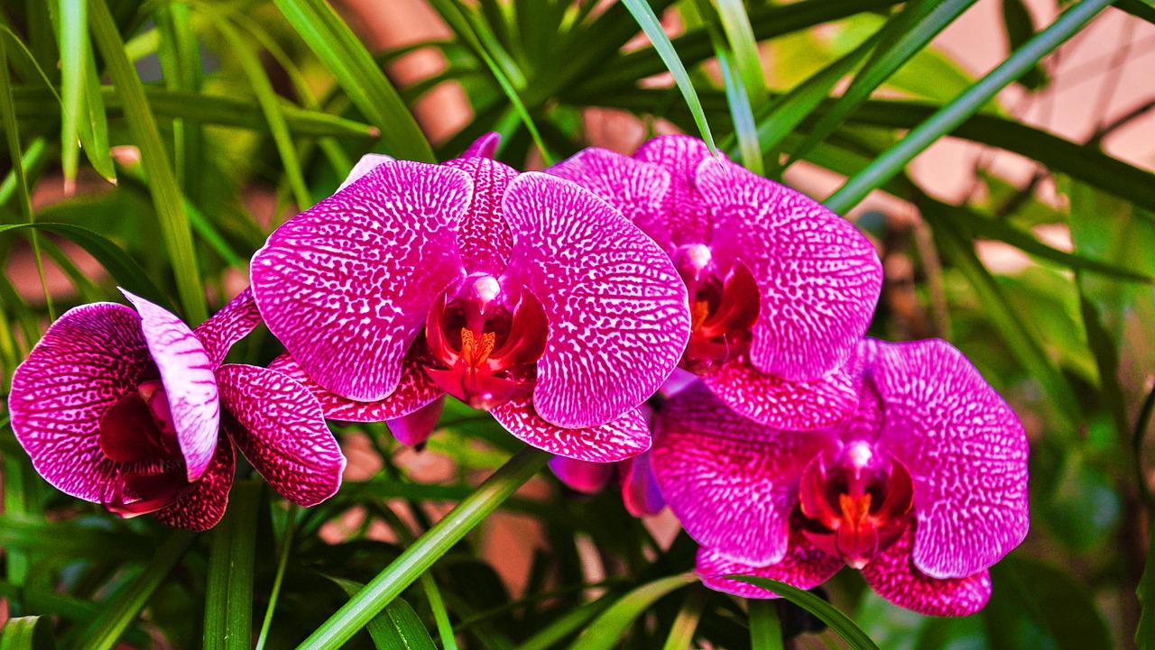 orchid flower spring free photo