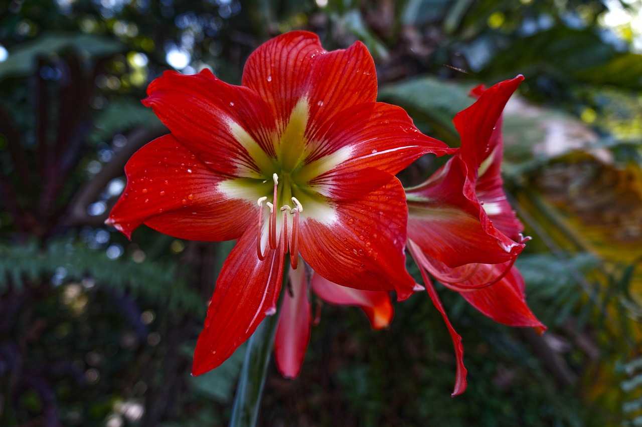 orchid flowers el salvador free photo