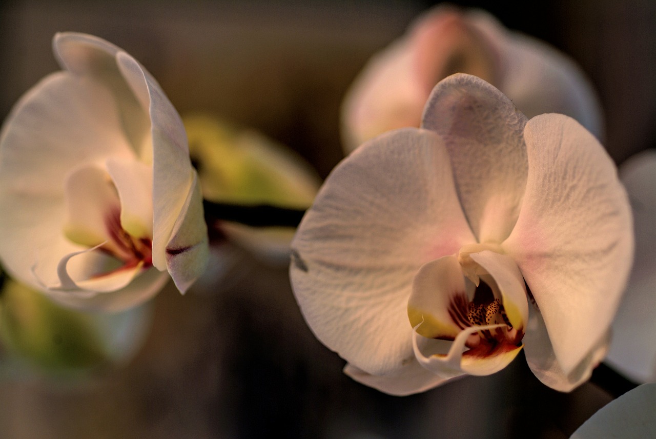 orchid flower phanelopsis free photo