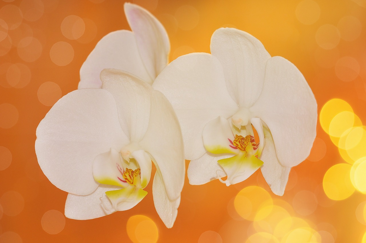 orchid flowers flower free photo