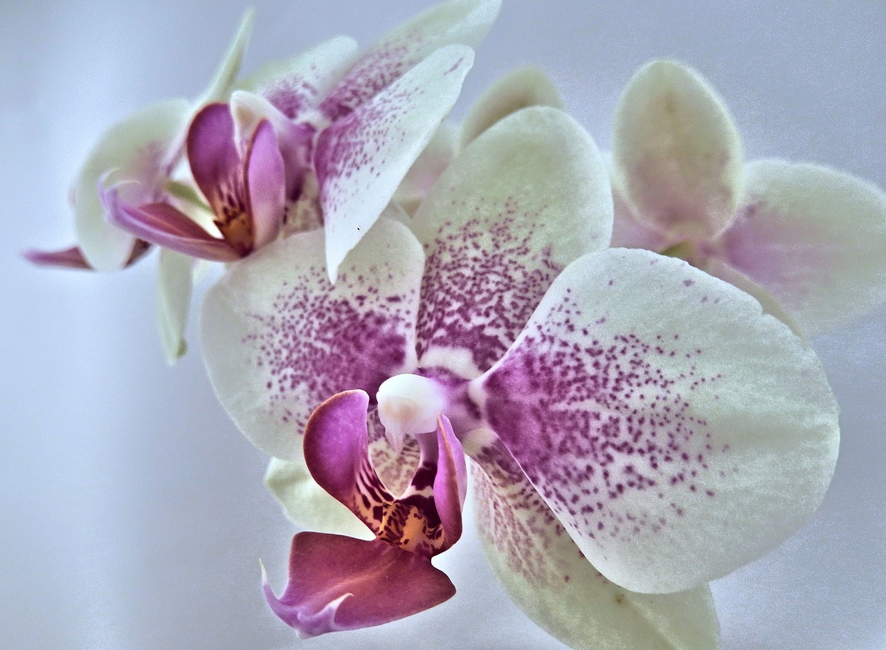 orchid miniature pink free photo