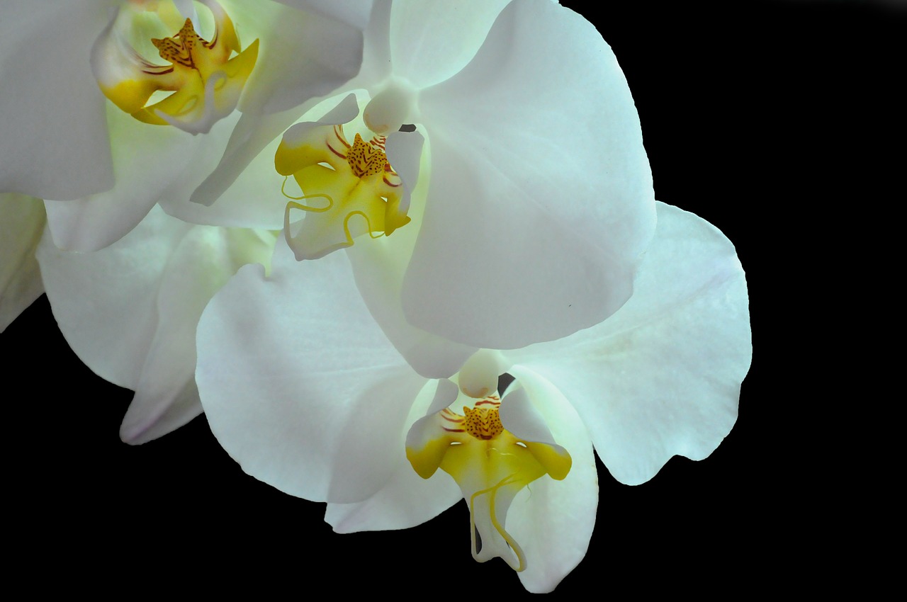 orchid phanaelopsis flower free photo