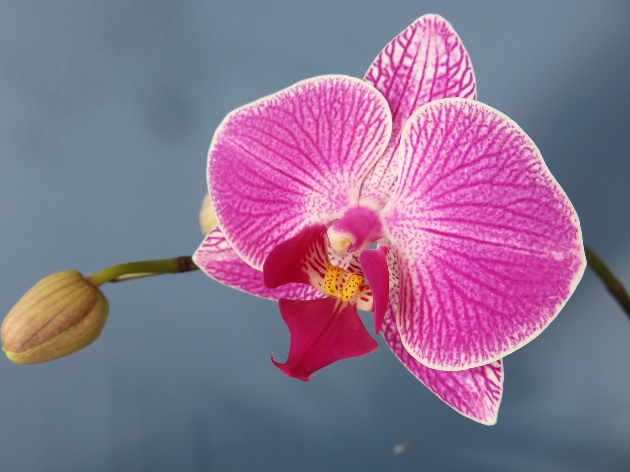 orchid phalaenopsis moth free photo