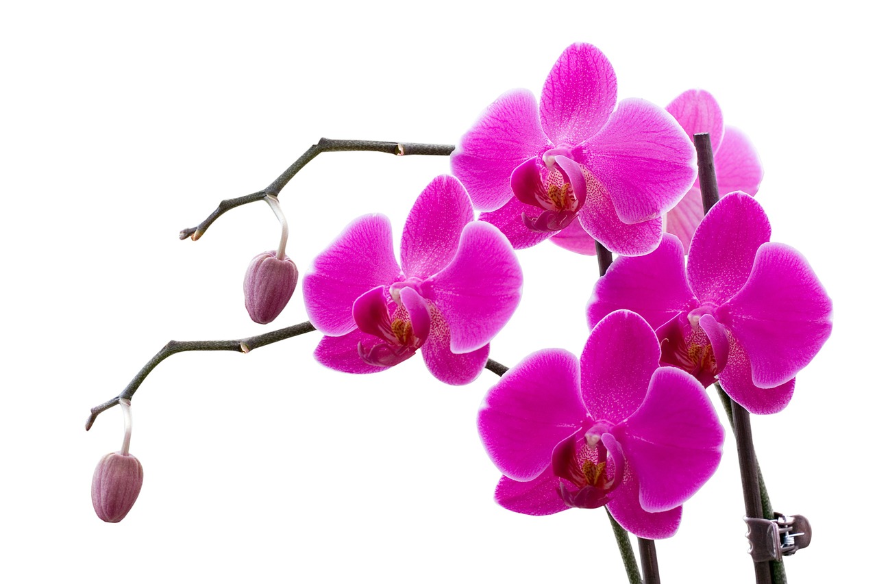 orchid sprig flower free photo