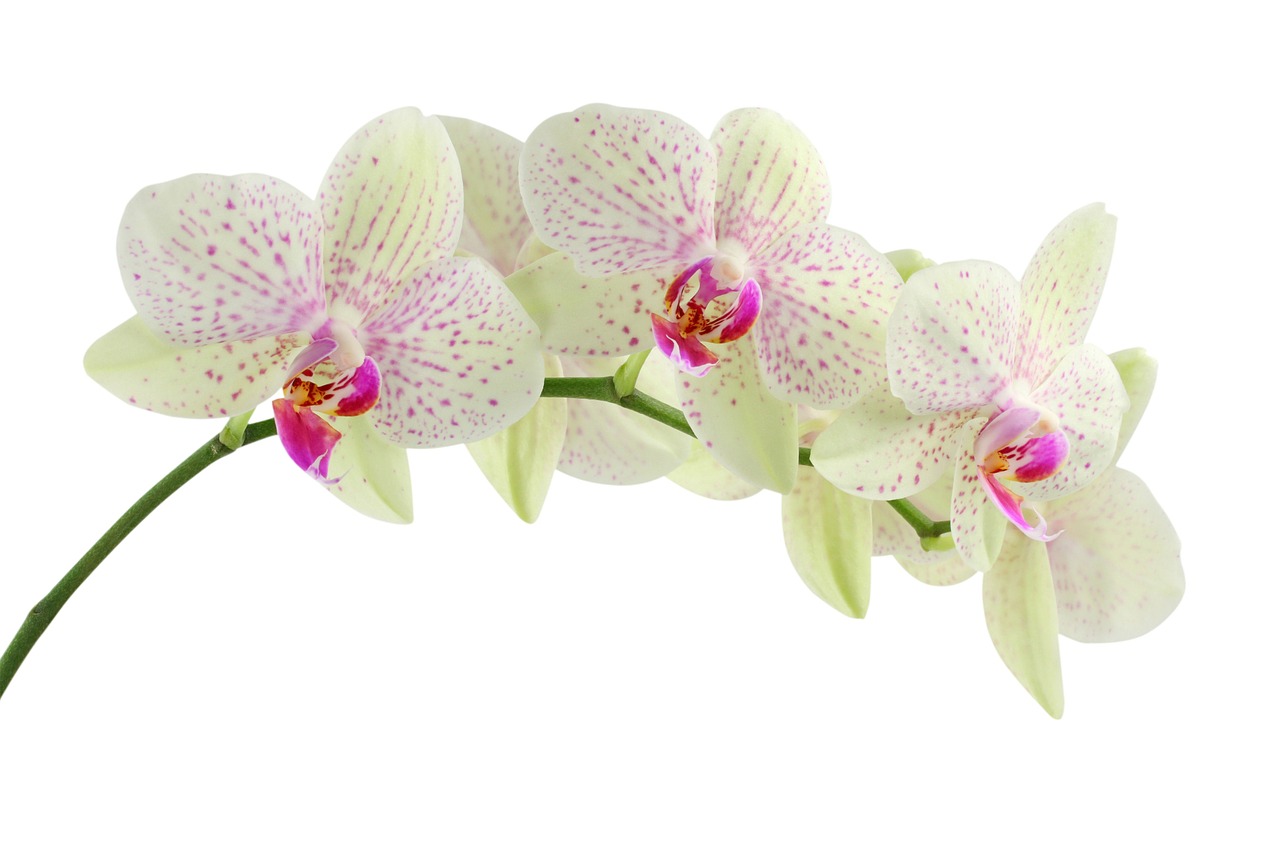 orchid white flowers free photo