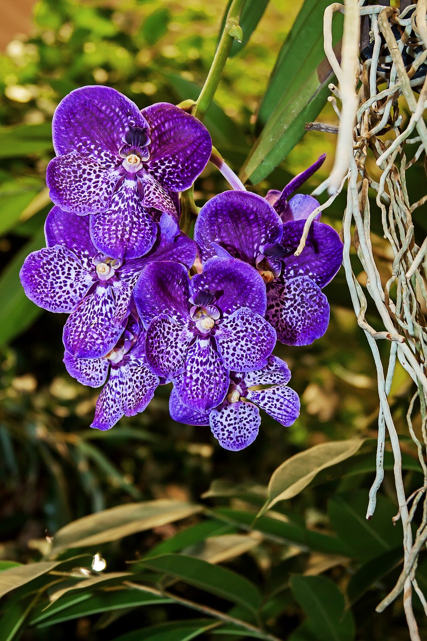 orchid vanda exotic free photo
