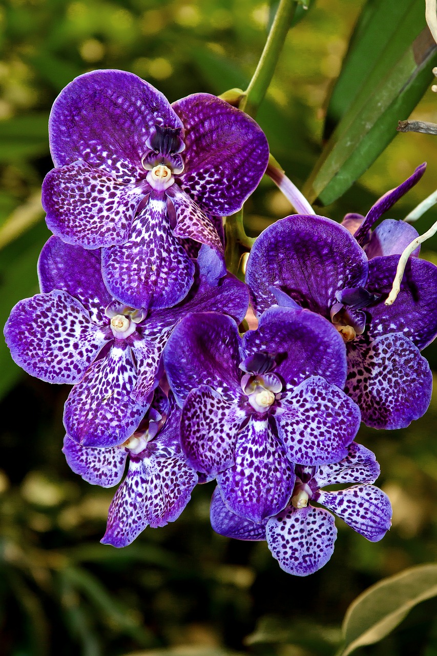 orchid vanda exotic free photo