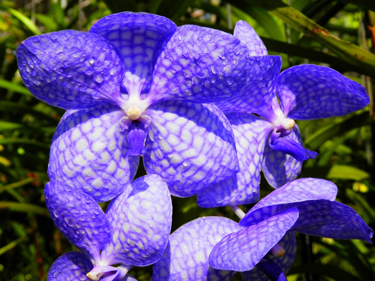 orchid flowers blue purple flower free photo