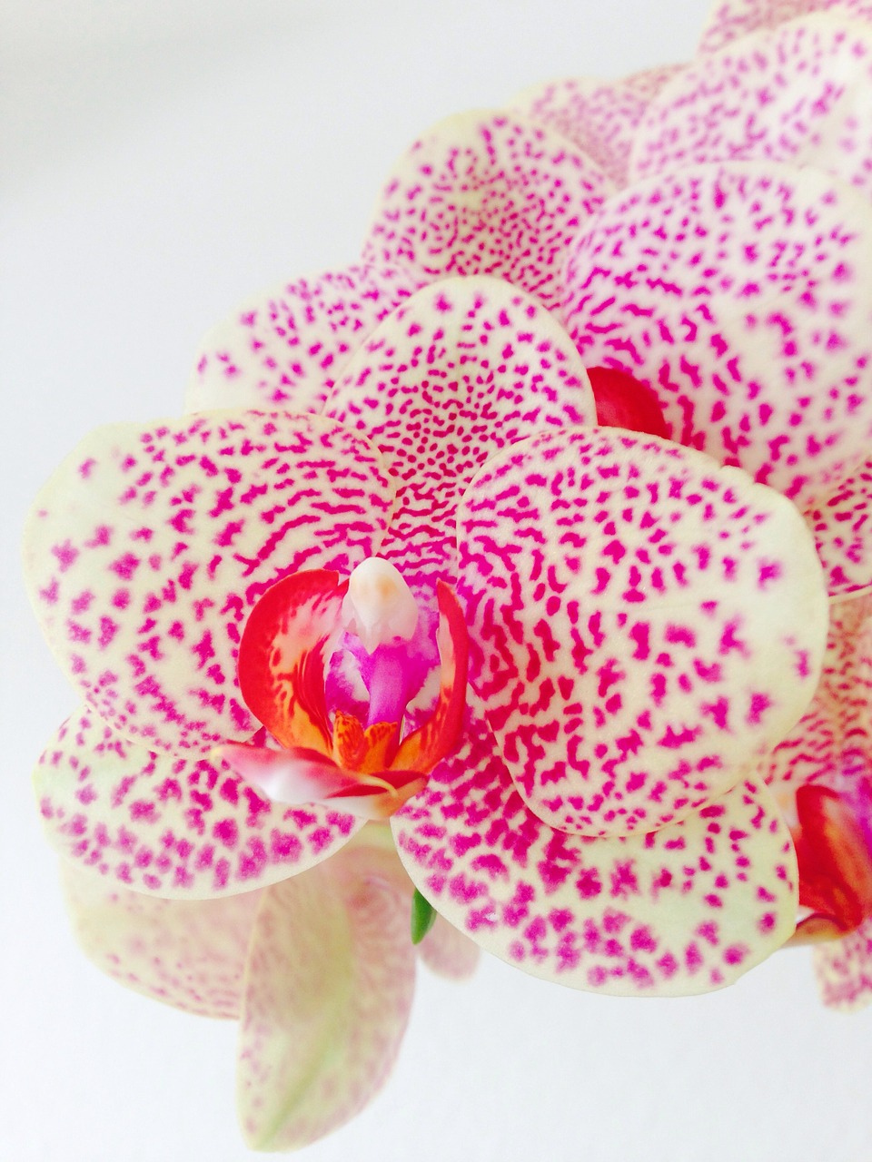 orchid flower pink free photo