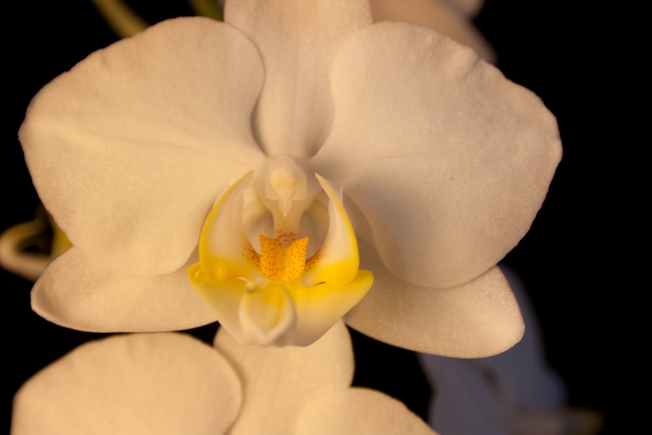 orchid white blossom free photo