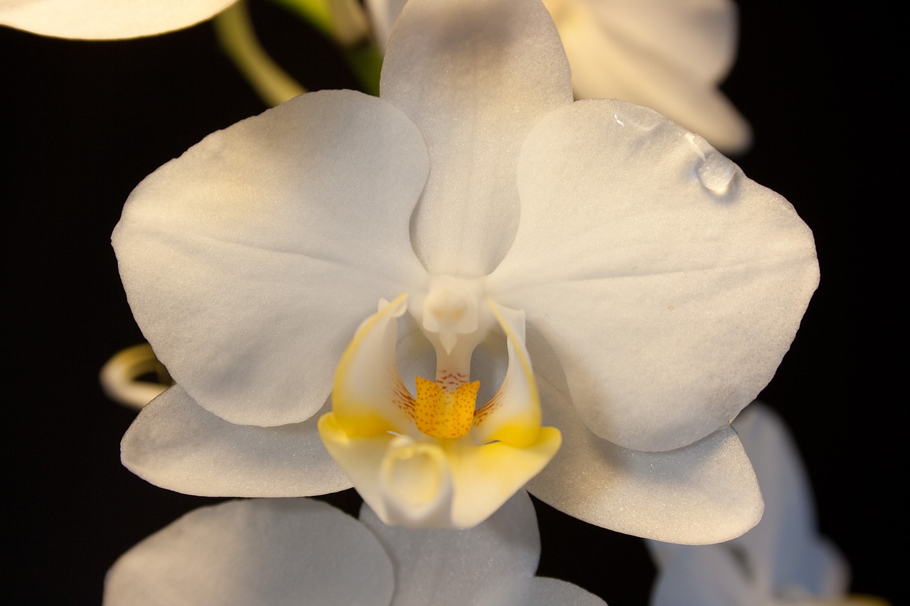 orchid white blossom free photo