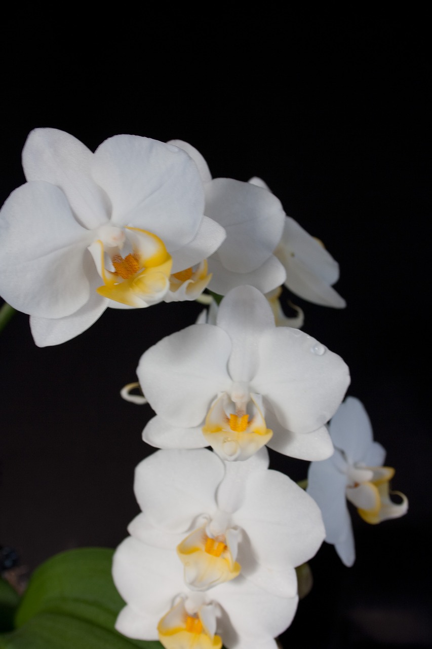 orchid white blossom free photo