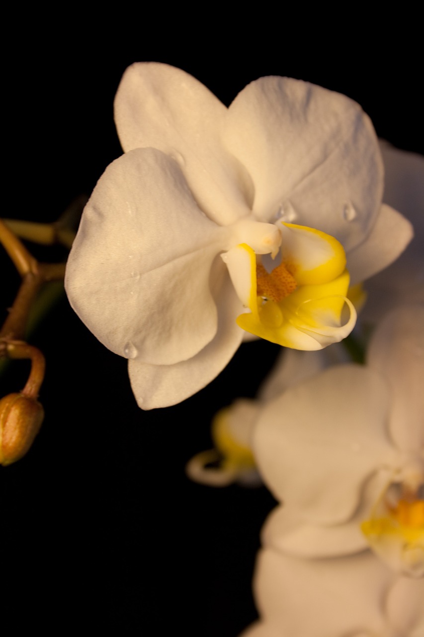 orchid white blossom free photo