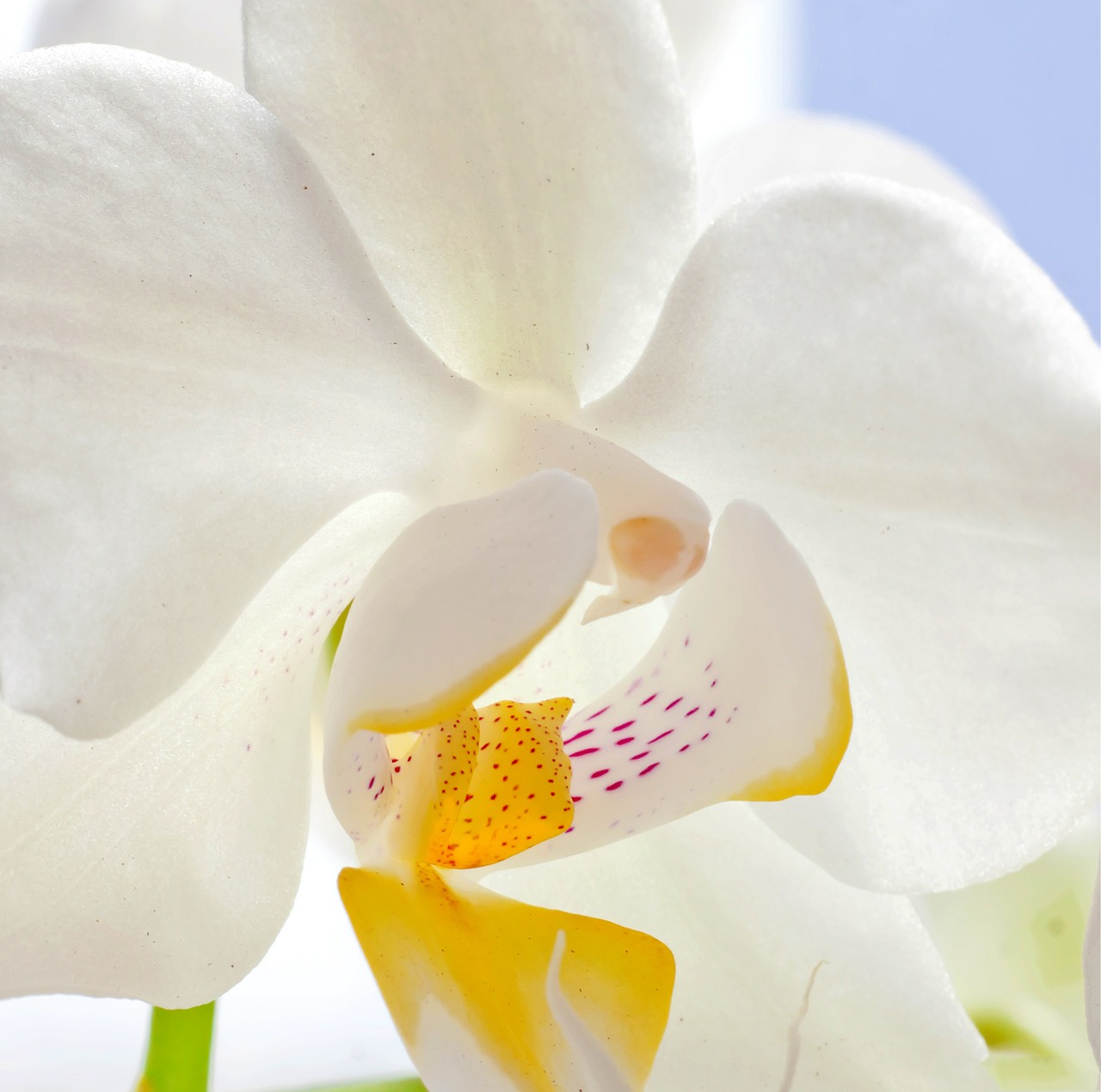 orchid macro butterfly orchid free photo