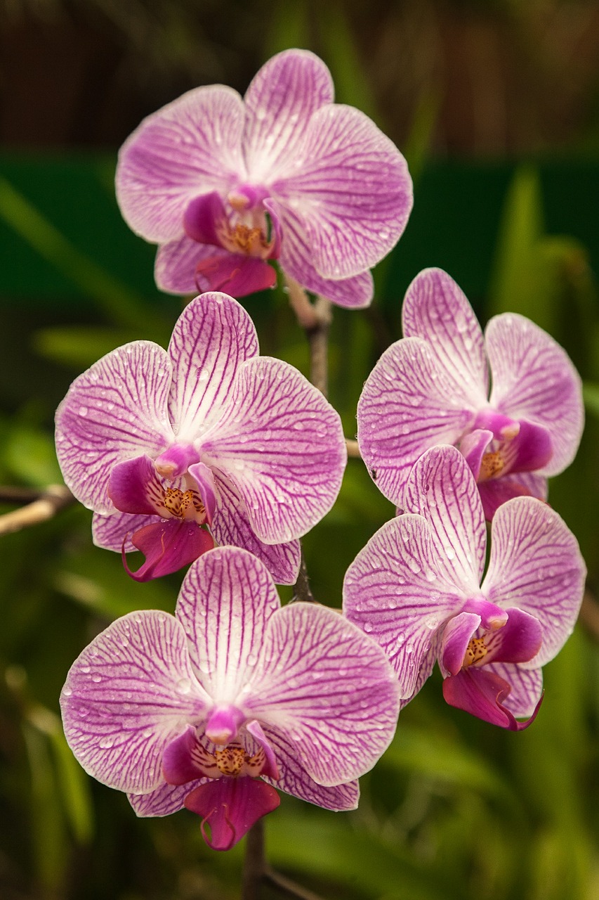 orchid flower nature free photo