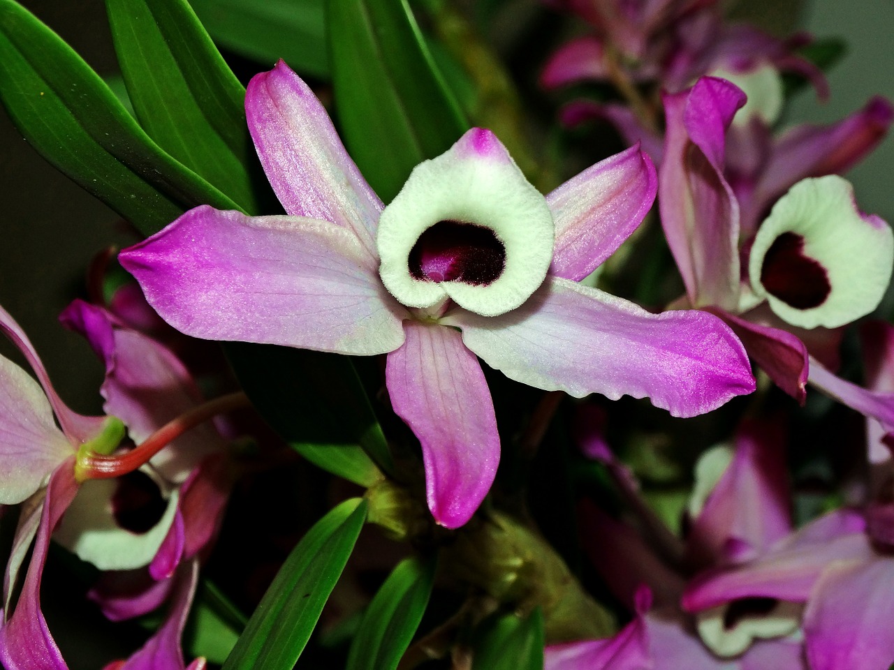 orchid flower purple orchid free photo