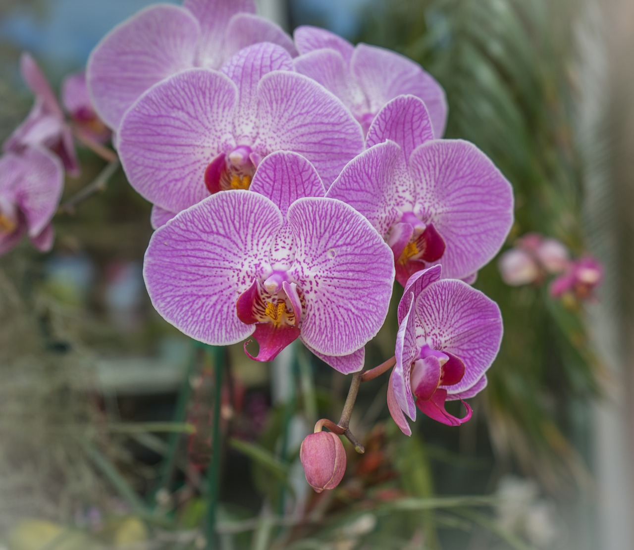 orchid purple striped free photo