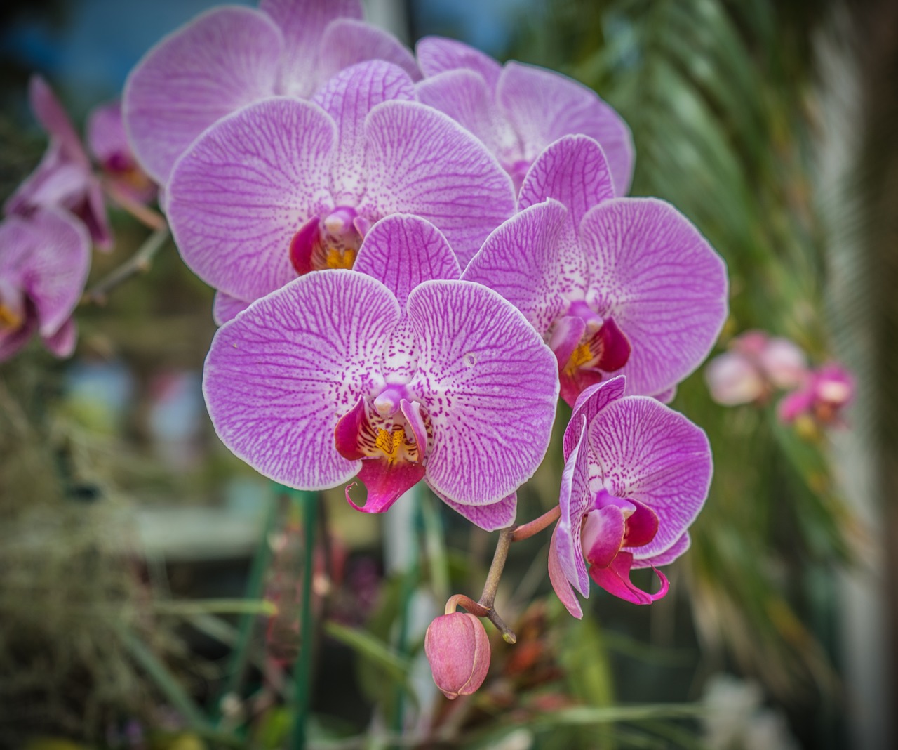 orchid flower purple free photo