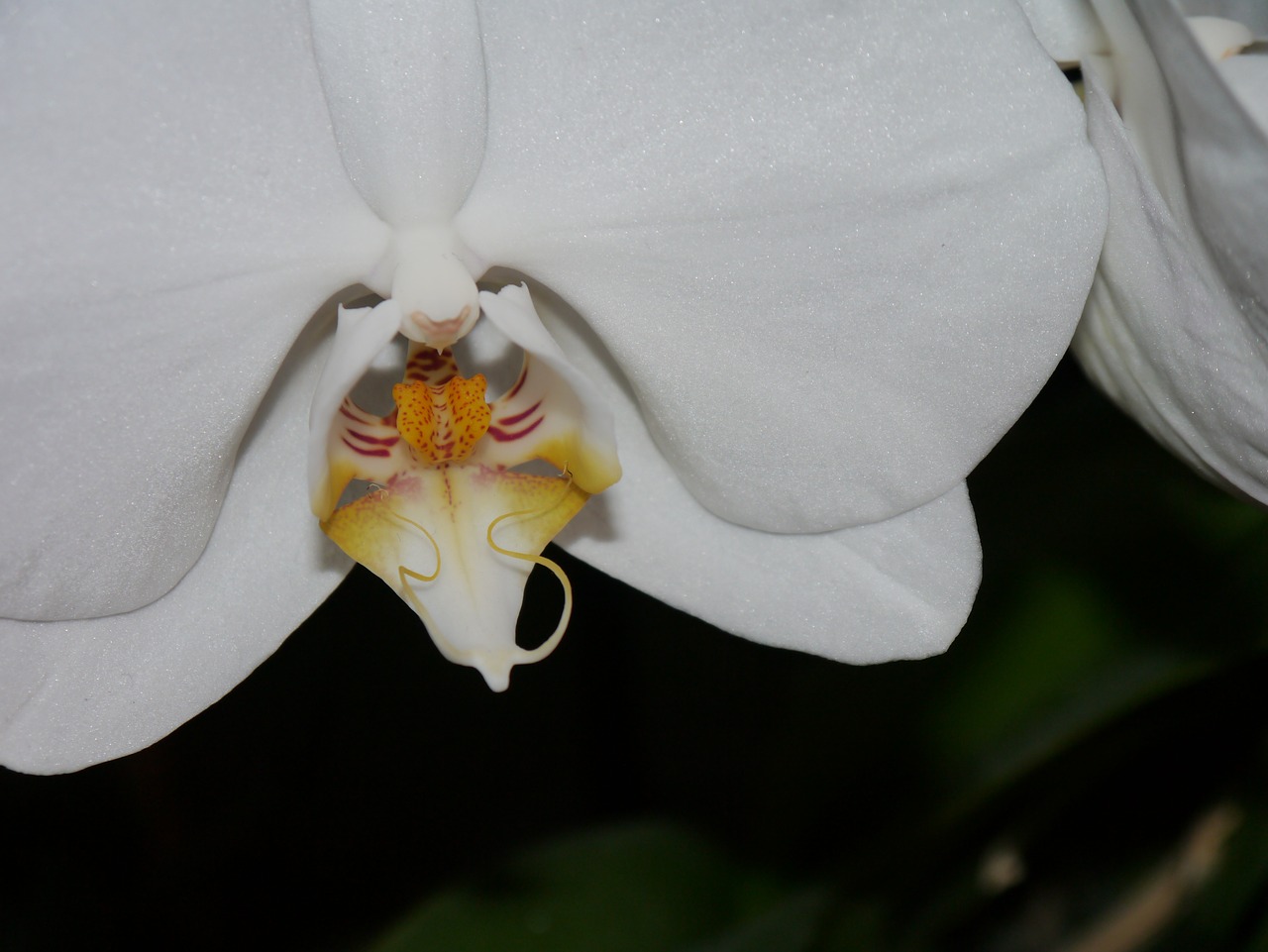 orchid white blossom free photo