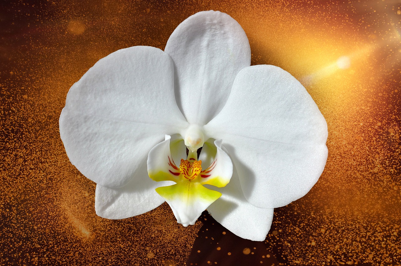 orchid flower blossom free photo