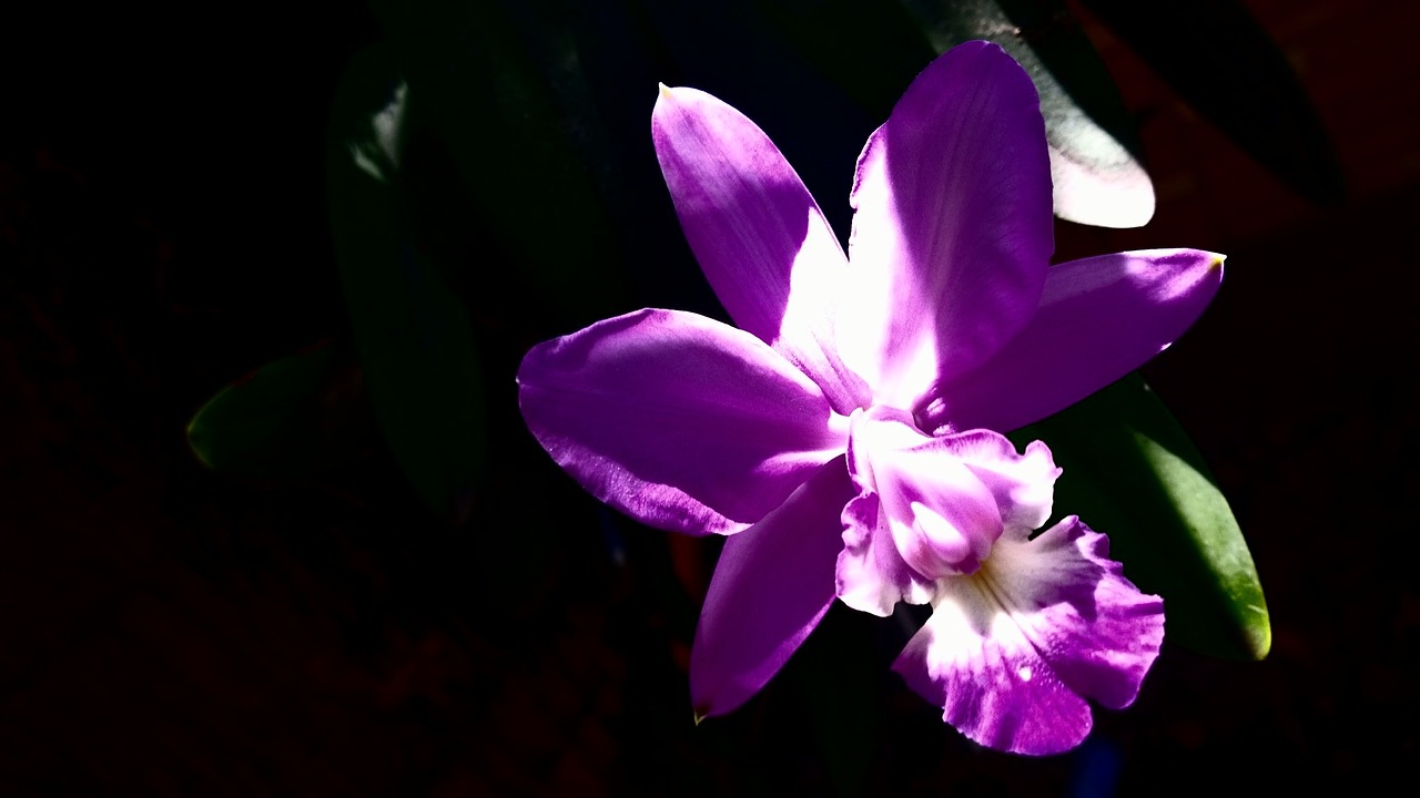 orchid flower nature free photo