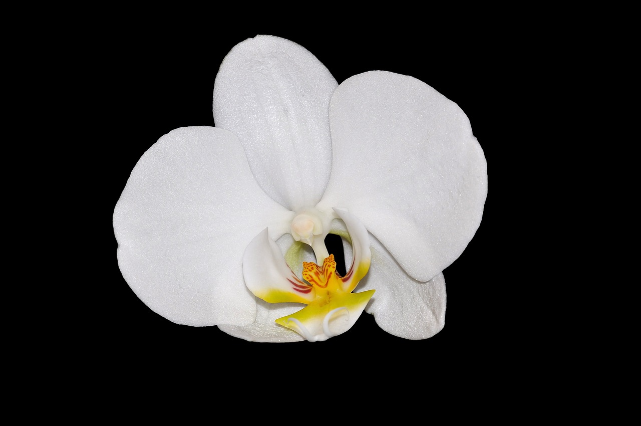 orchid flower blossom free photo