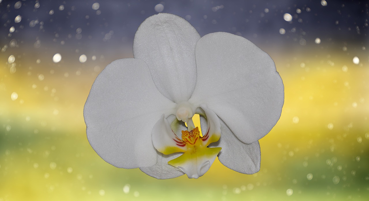 orchid flower blossom free photo