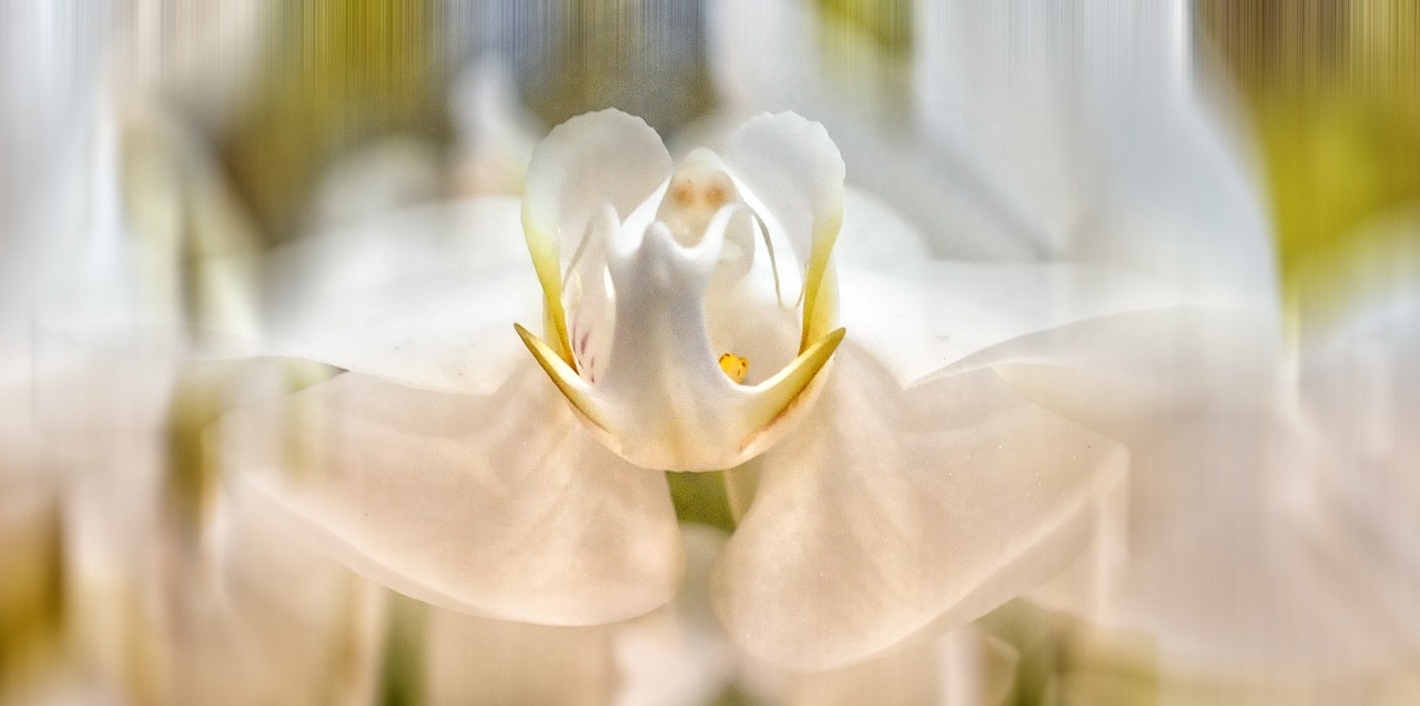 orchid phalaelopsis heart free photo