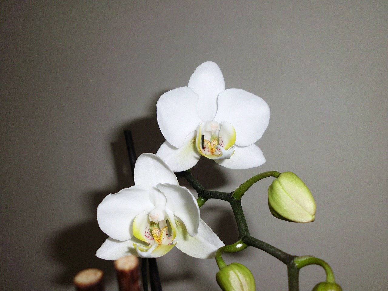 orchid white flower free photo