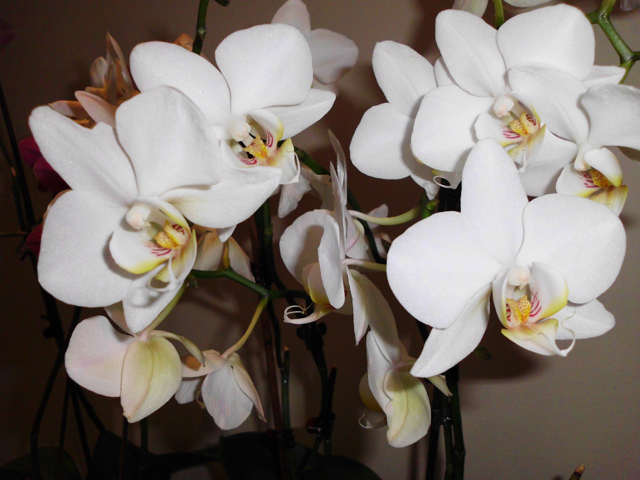 orchid white flowers free photo