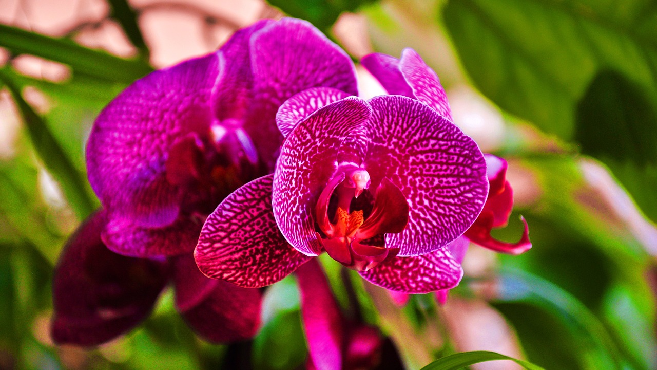 orchid purple close up free photo