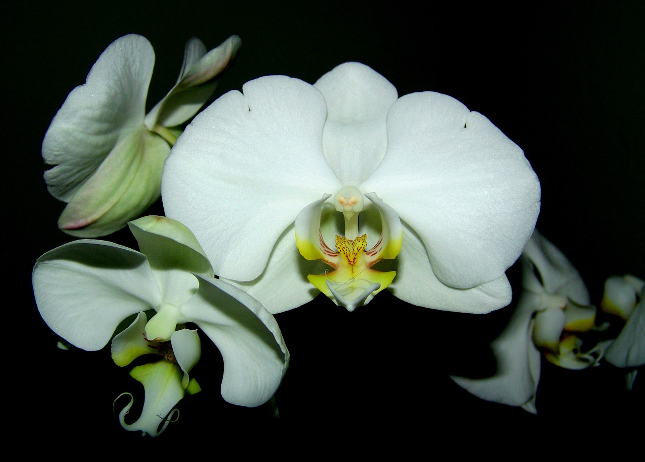 orchid white flower free photo