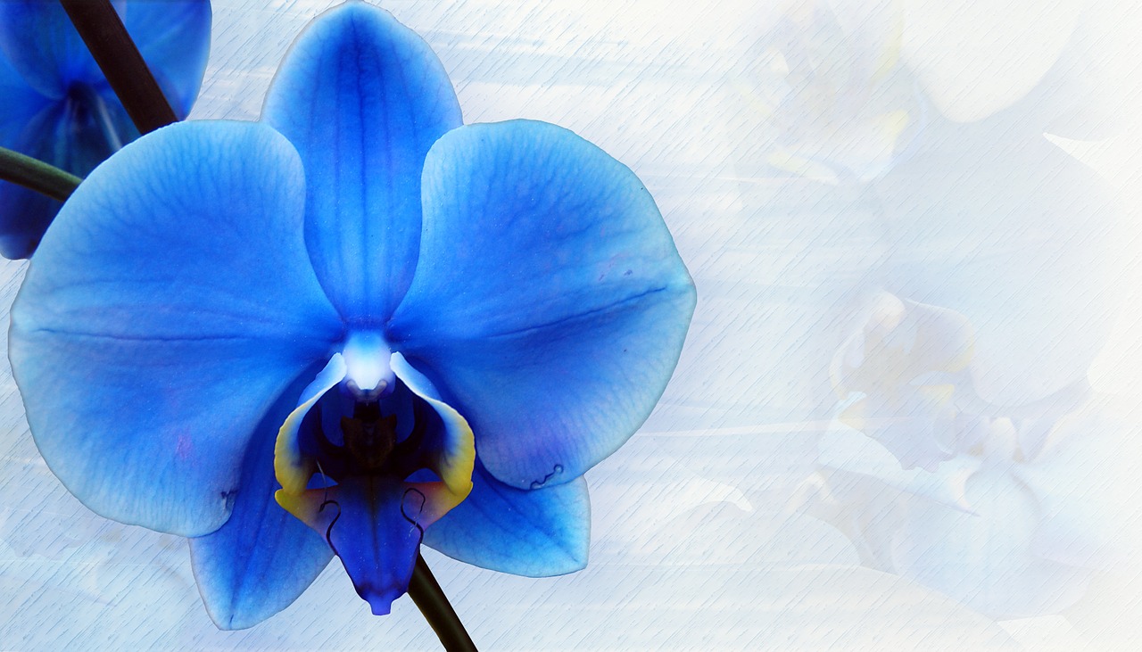 orchid stationery blue free photo